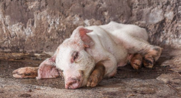 Přehled chorob prasat a mladých selat